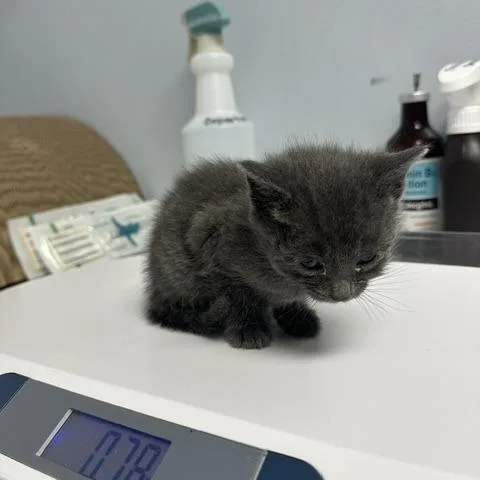 A baby small-sized male Domestic Short Hair cat named Blue for adoption in Indianapolis, IN