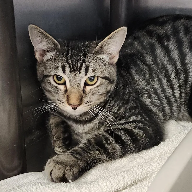 A young medium-sized male Brown / Chocolate Domestic Short Hair cat named Maize for adoption in Columbia Station, OH