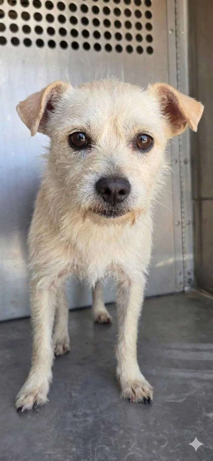 A young medium-sized male Terrier dog named Popote for adoption in El Centro, CA