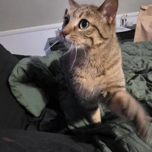 An adult medium-sized female American Shorthair cat named Peanut for adoption in Livonia, MI