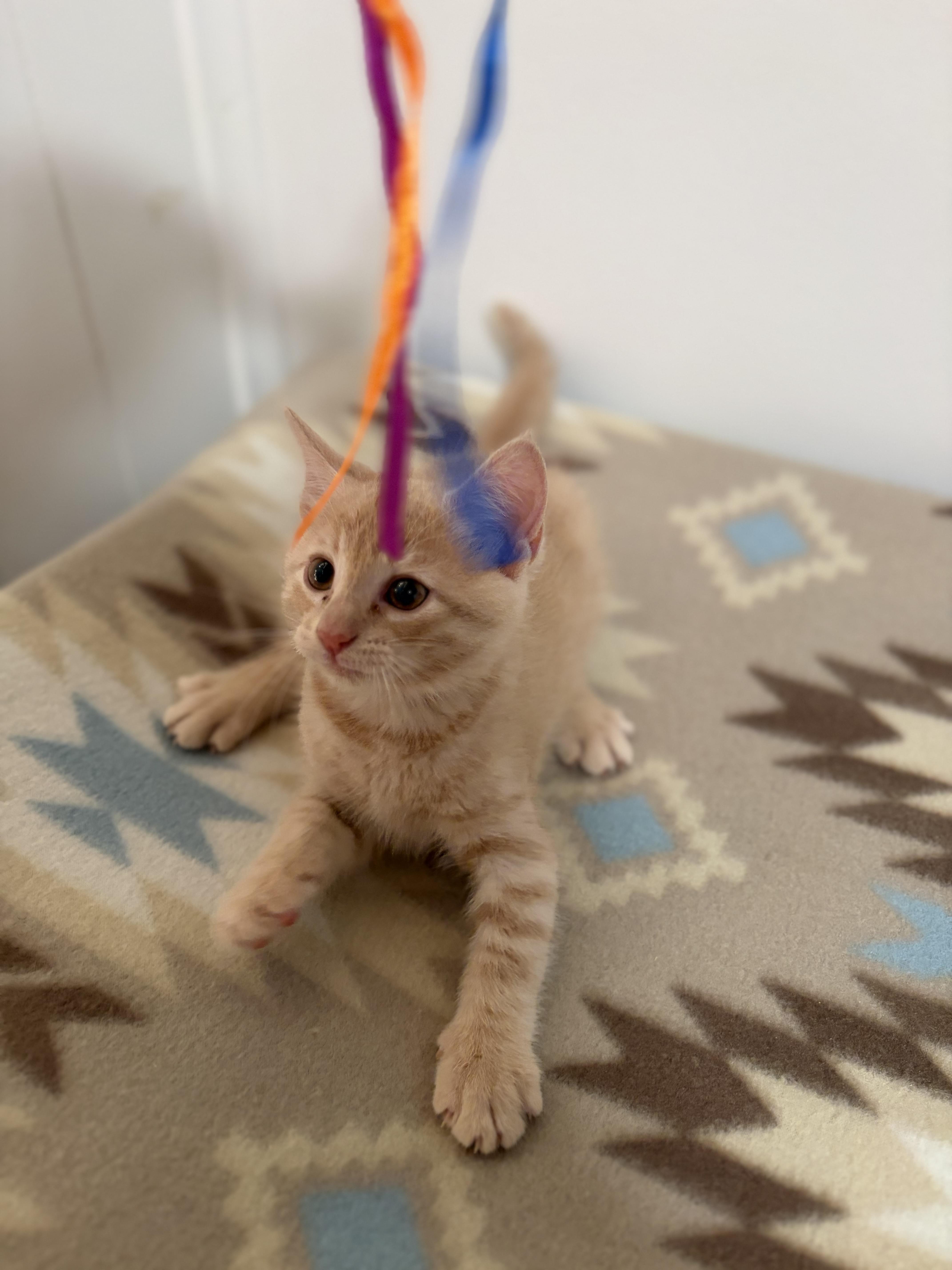 A baby medium-sized male Domestic Short Hair cat named Queso for adoption in Mechanicsburg, PA