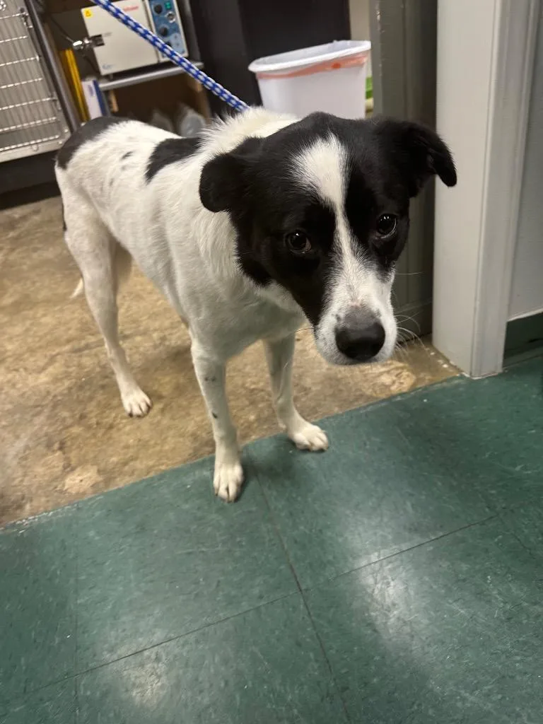 An adult large-sized male Mixed Breed dog named Adidas for adoption in Jonesboro, AR