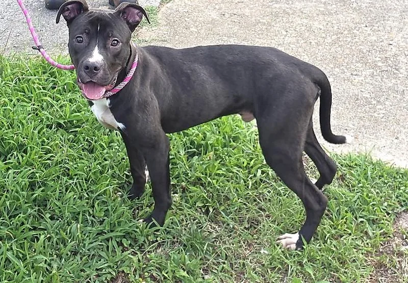 A young medium-sized male Pit Bull Terrier dog named Hershey for adoption in Petersburg, VA