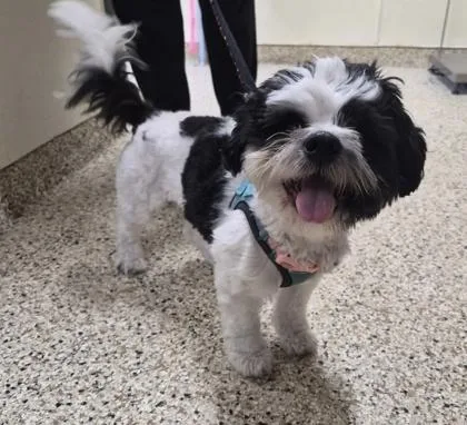 An adult small-sized female Shih Tzu dog named Gracie for adoption in Clarks Summit, PA