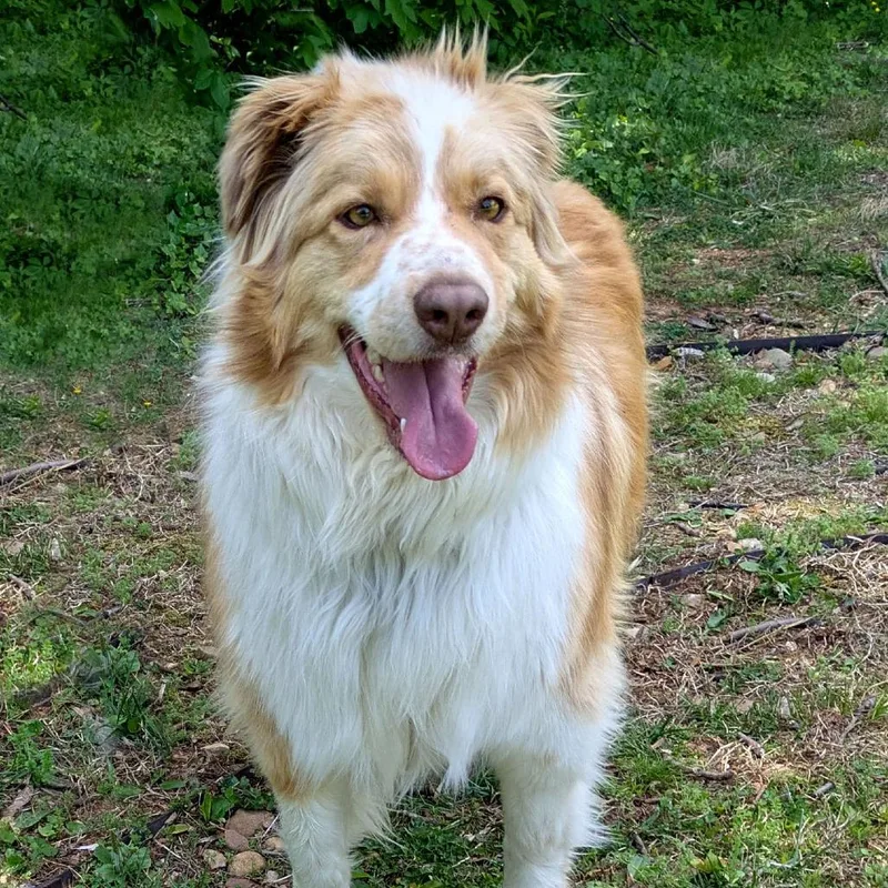 Milo