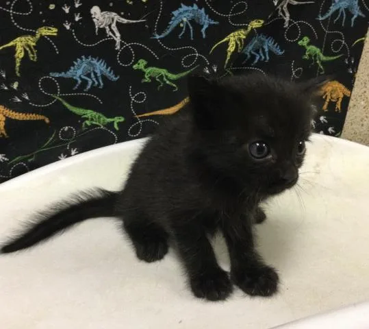 A baby small-sized male Domestic Short Hair cat named Concrete for adoption in Riverside, CA