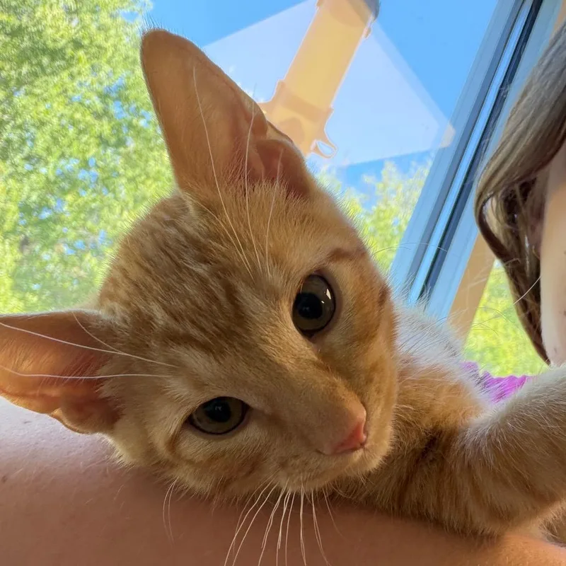 A baby small-sized male Domestic Short Hair cat named Garfield for adoption in Tulsa, OK