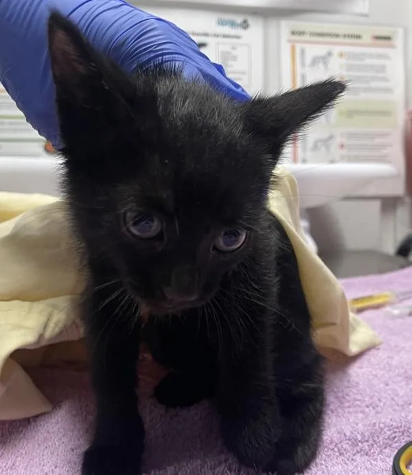 A baby small-sized female Domestic Short Hair cat named Janis for adoption in Escondido, CA