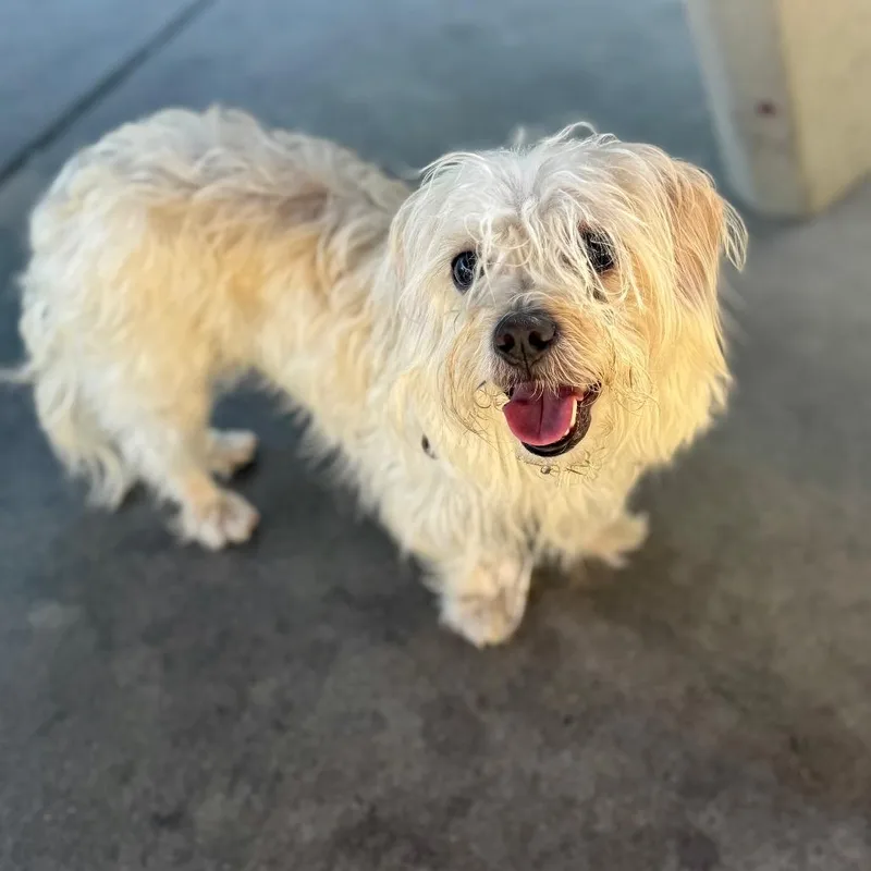 An adult small-sized female White / Cream Pug dog named Honey Chino Hills for adoption in Chino Hills, CA
