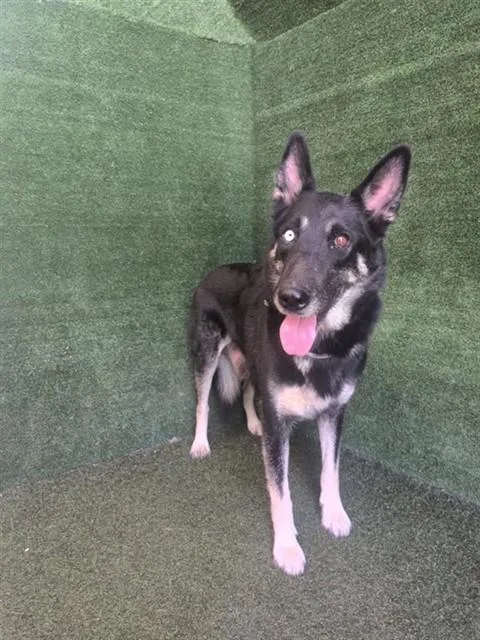An adult large-sized female German Shepherd Dog dog named Luna for adoption in Lancaster, CA
