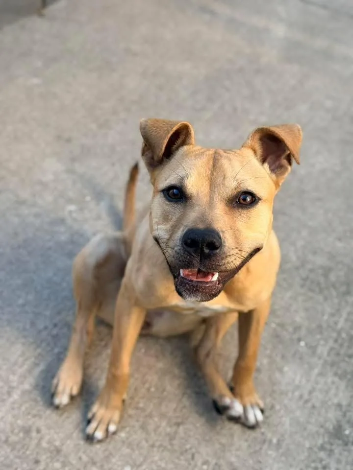 An adult medium-sized female Yellow / Tan / Blond / Fawn Pit Bull Terrier dog named Agatha for adoption in Chicago, IL