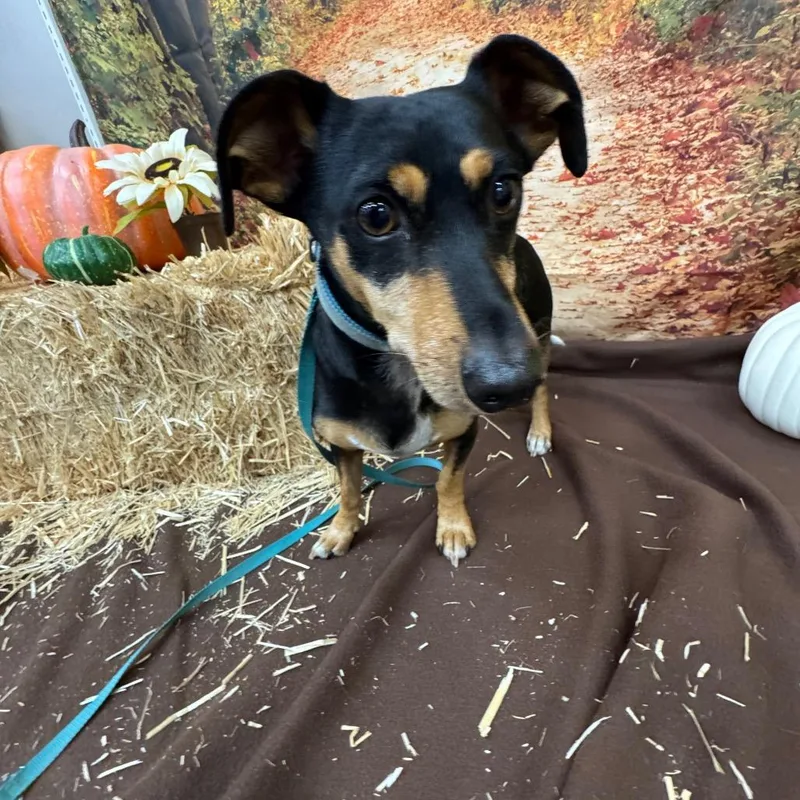 An adult small-sized male Black Chihuahua dog named Bones for adoption in North Bend, OR