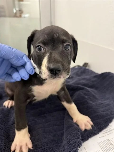 A baby large-sized male Pit Bull Terrier dog named Cinnamon for adoption in Mesa, AZ