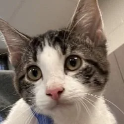 A baby medium-sized male Domestic Short Hair cat named Axel for adoption in Brenham, TX