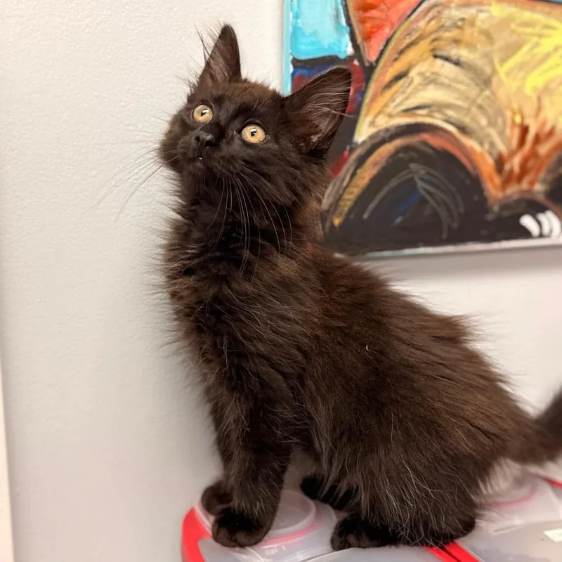 A baby small-sized male Domestic Long Hair cat named Gooey for adoption in Cumming, GA