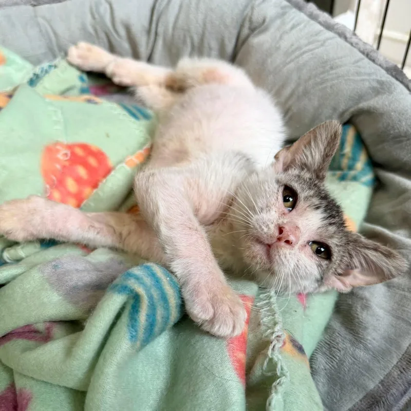 A baby medium-sized female Domestic Short Hair cat named Polka dot for adoption in Tampa, FL