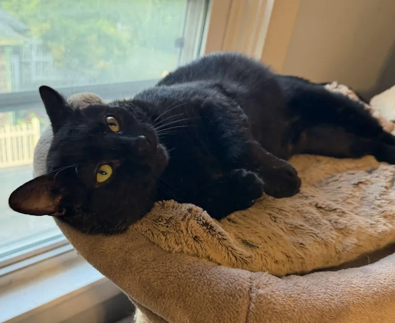 A senior large-sized male Black Domestic Short Hair cat named Linden for adoption in New Bedford, MA