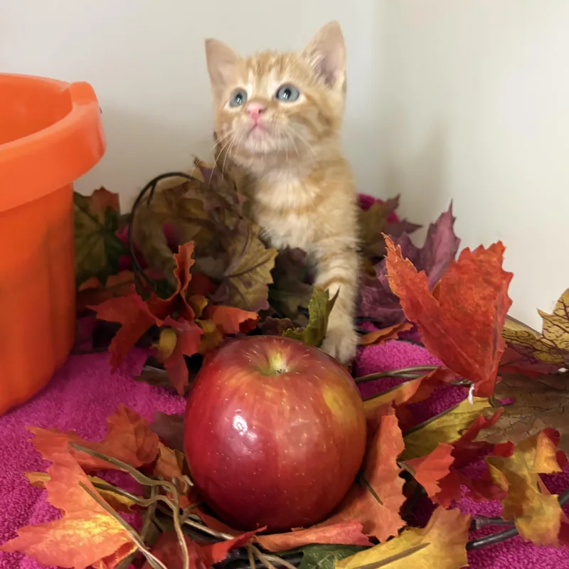 A baby medium-sized female Tabby (Orange / Red) Domestic Short Hair cat named Cider for adoption in Charles City, IA