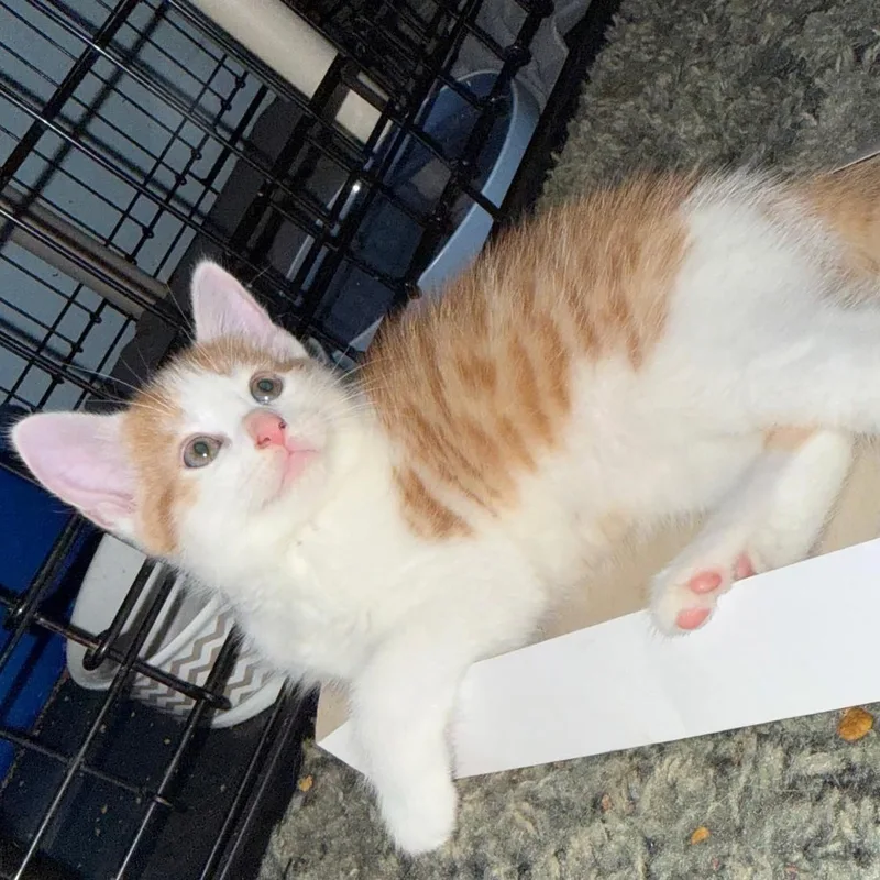 A baby medium-sized male Domestic Short Hair cat named Huckleberry for adoption in Wilmington, OH