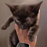 A baby small-sized female Black Domestic Short Hair cat named Dr. Langdon for adoption in New York, NY