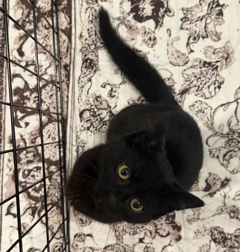 A baby medium-sized male Black Domestic Short Hair cat named Benson for adoption in Walled Lake, MI