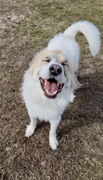 Scarlett thumbnail 2