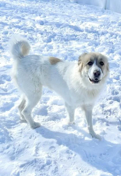 Scarlett thumbnail 3