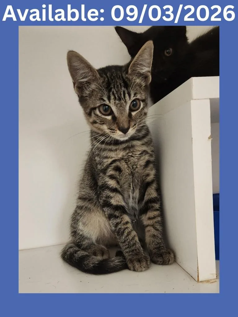 A baby medium-sized male Domestic Short Hair cat named Cat Condo for adoption in Greenville, TX