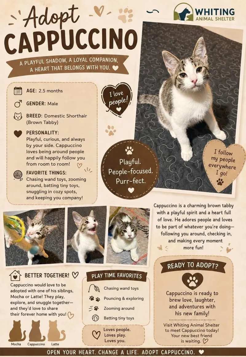 A baby medium-sized male White Domestic Short Hair cat named Cappuccino for adoption in Whiting, IN