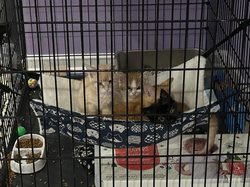 A baby medium-sized male Domestic Short Hair cat named Hamm for adoption in Ontario, NY