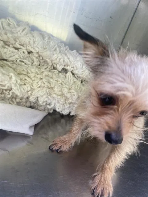 A young small-sized female Mixed Breed dog named Violet for adoption in Dallas, TX