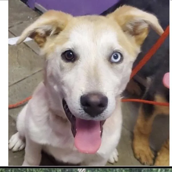A baby medium-sized male Yellow / Tan / Blond / Fawn Husky dog named Tree for adoption in Tacoma, WA