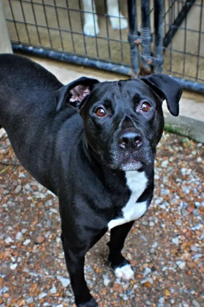 An adult large-sized male Labrador Retriever dog named Ralph for adoption in Morton Grove, IL