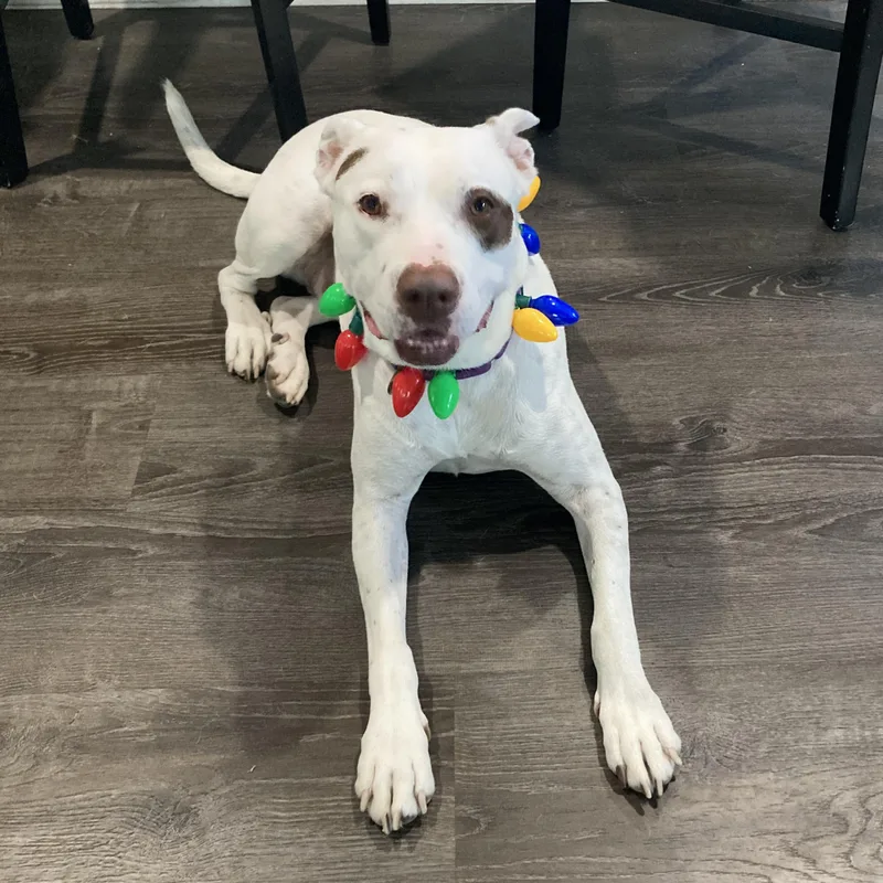 An adult large-sized female White / Cream Terrier dog named Honey Comb for adoption in Corpus Christi, TX