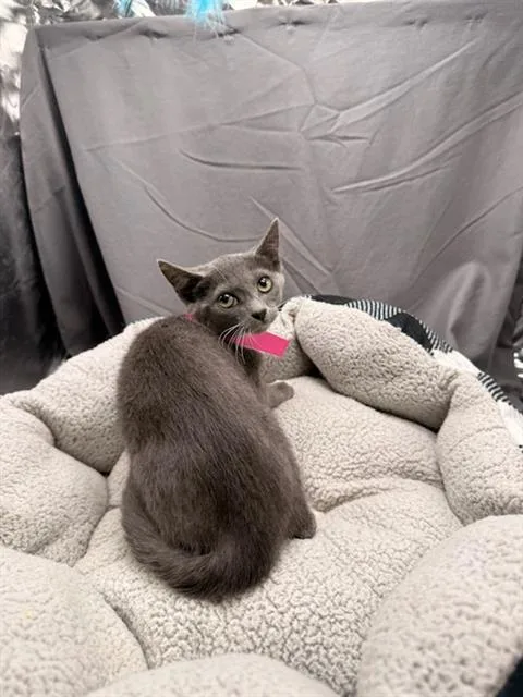 An adult small-sized female Domestic Short Hair cat named Taffy for adoption in Appling, GA
