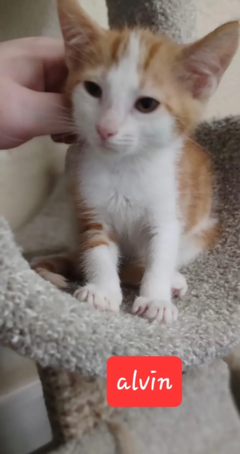 Alvin thumbnail 3