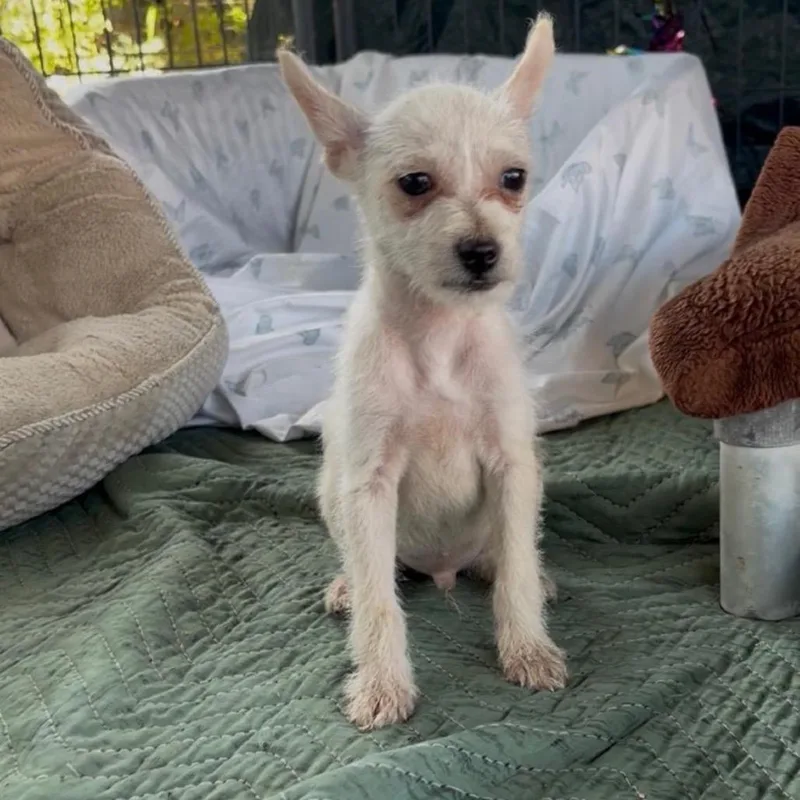 A baby small-sized male White / Cream Chihuahua dog named Aiden for adoption in West Islip, NY