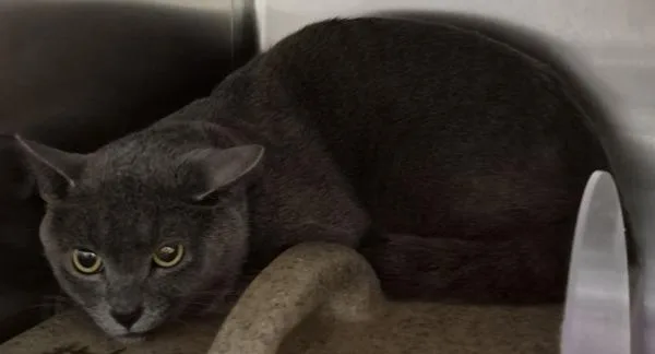 An adult large-sized male Domestic Short Hair cat named Nfd for adoption in Lawrenceville, GA