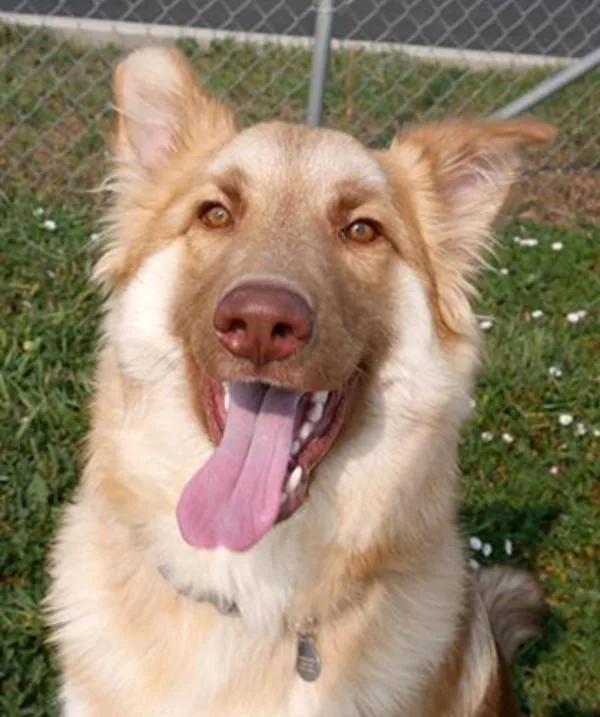 An adult large-sized male Alaskan Malamute dog named Kilo for adoption in Golden, CO