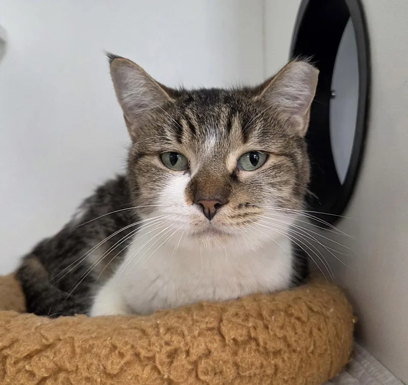 A young medium-sized female Domestic Short Hair cat named Treasure Planet for adoption in Satellite Beach, FL
