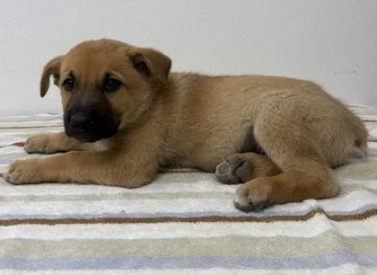 A young medium-sized male Shepherd dog named Henry for adoption in Phoenix, AZ