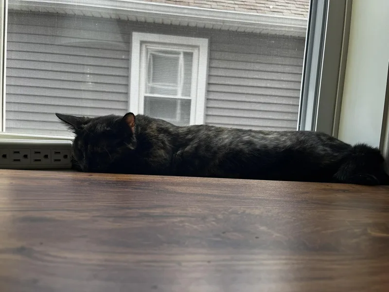 A young small-sized female Domestic Short Hair cat named Eastie for adoption in Melrose, MA