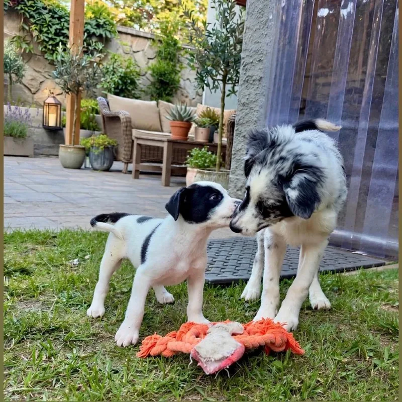 A baby medium-sized male White / Cream Border Collie dog named Patches for adoption in Point Richmond, CA