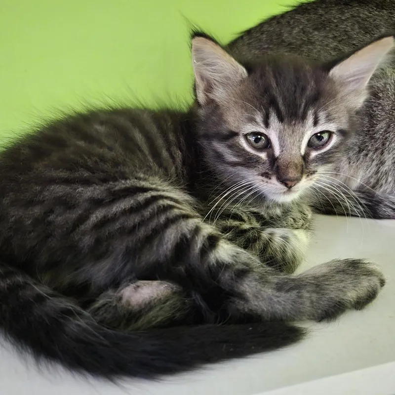A baby small-sized male Gray / Blue / Silver Domestic Short Hair cat named Tito for adoption in San Antonio, TX