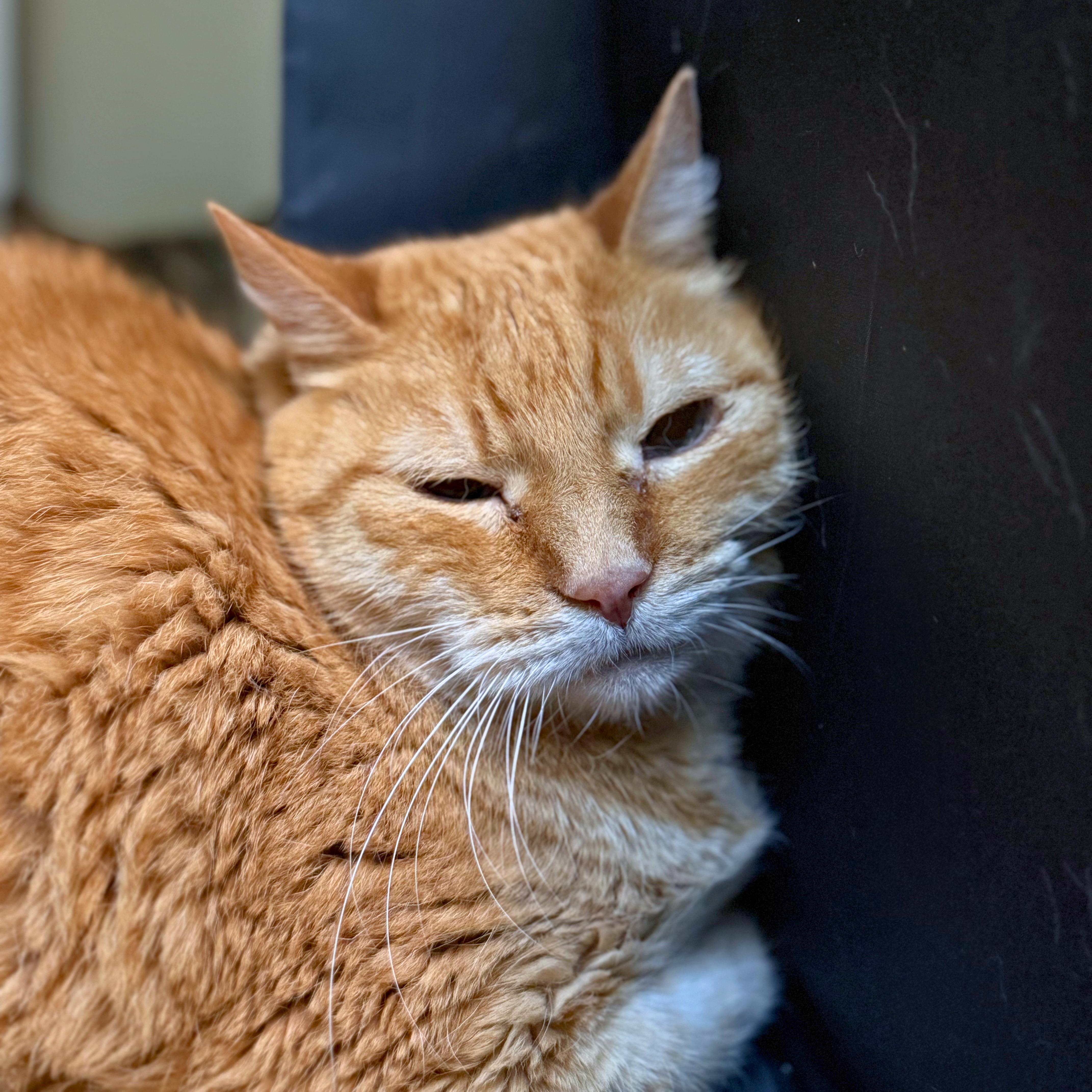 A senior medium-sized male Tabby (Orange / Red) Domestic Short Hair cat named Lionel for adoption in Ridgway, CO