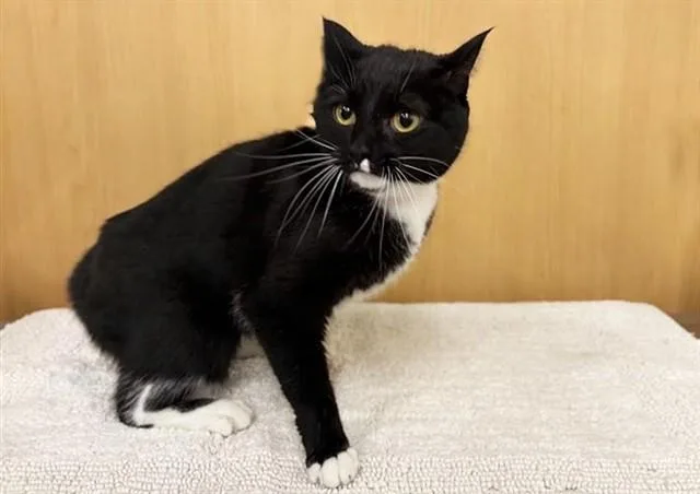 An adult medium-sized female Domestic Medium Hair cat named Smalls for adoption in Saint Louis, MO