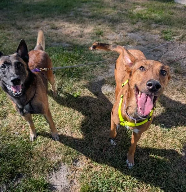 An adult extra large-sized female Hound dog named Seabiscuit for adoption in Santa Rosa, CA