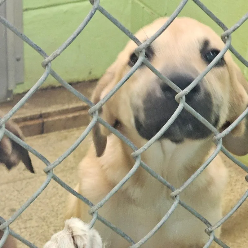 A baby medium-sized male White / Cream Shepherd dog named Houston for adoption in Newfoundland, NJ