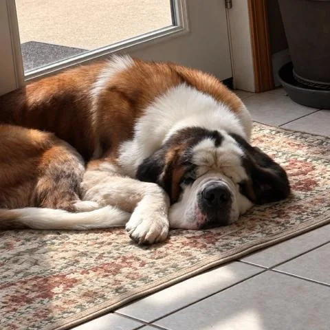 A senior extra large-sized male Saint Bernard dog named Ymir for adoption in Springfield, MO