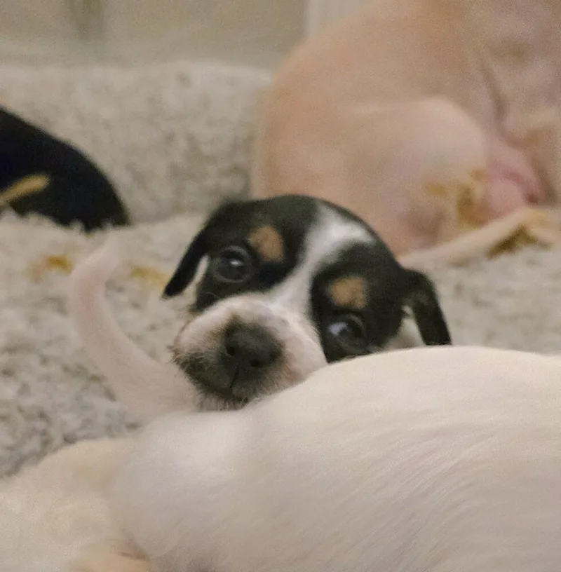 A baby small-sized male Terrier dog named Kush for adoption in Pacifica, CA